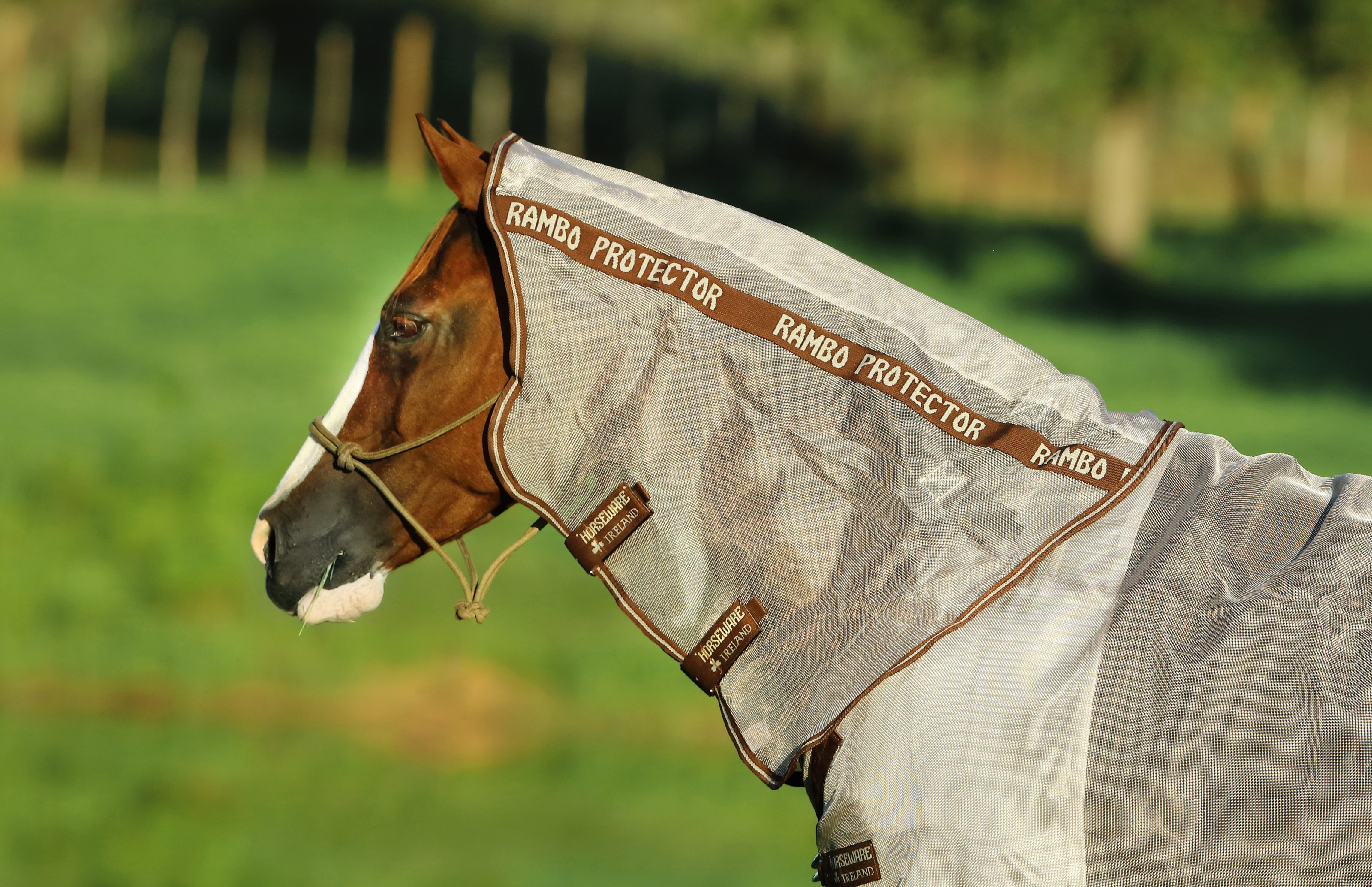 Equinavia Loki Breakaway Halter - Wine Red - Equinavia