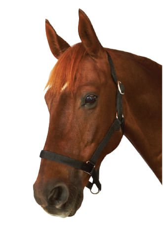 Roma Everyday Headcollar Black